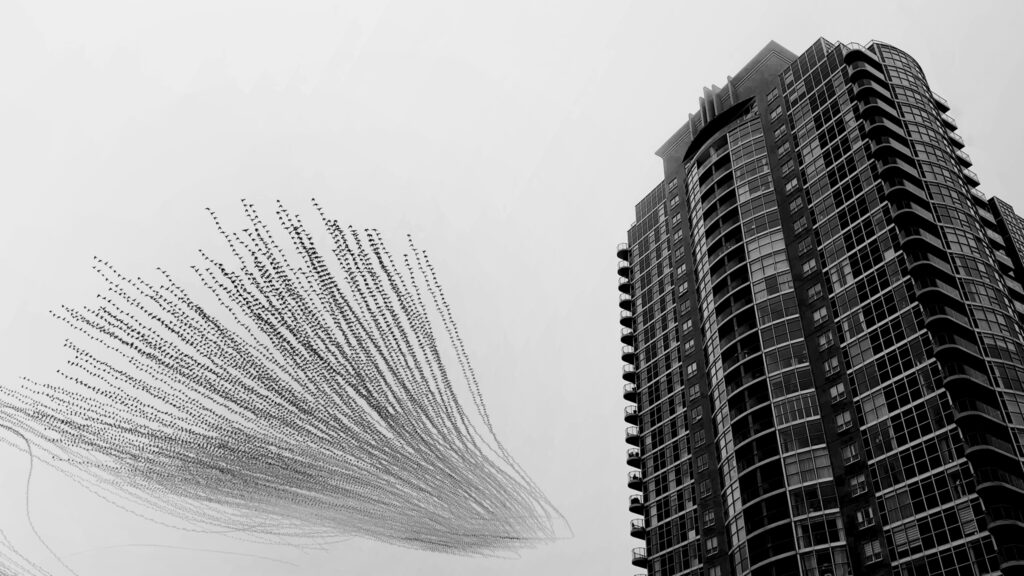 Wings Over Concrete