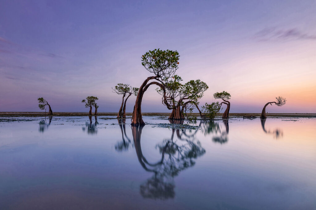 Dancing trees by Mohammed Muhtasib: mangrove trees reflected in still water at dusk.