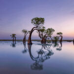 Dancing trees