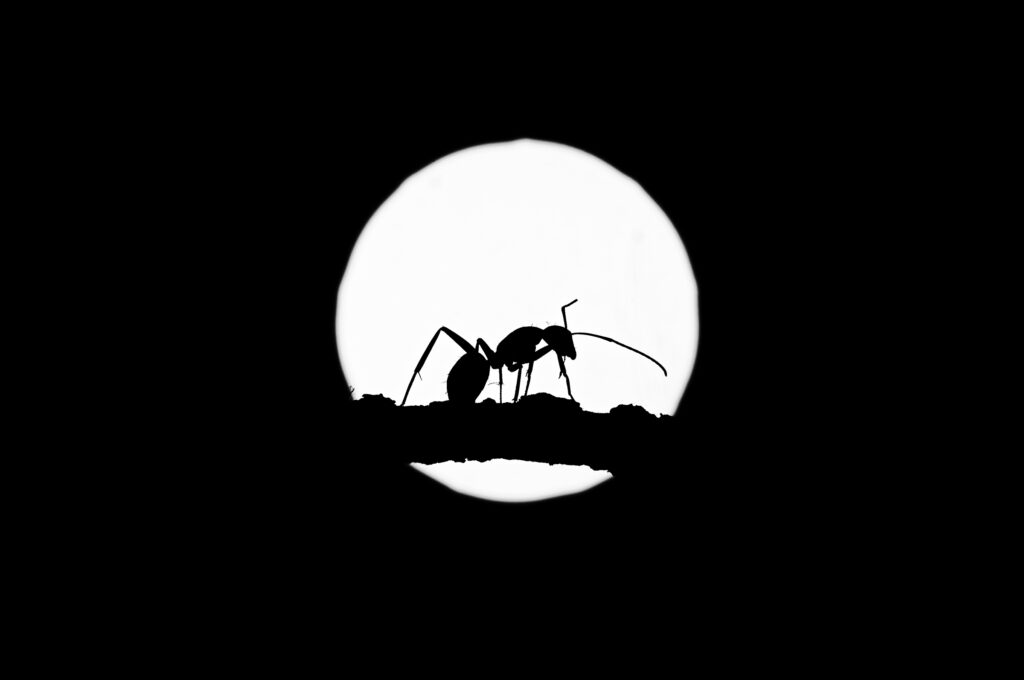 Ant with the moon