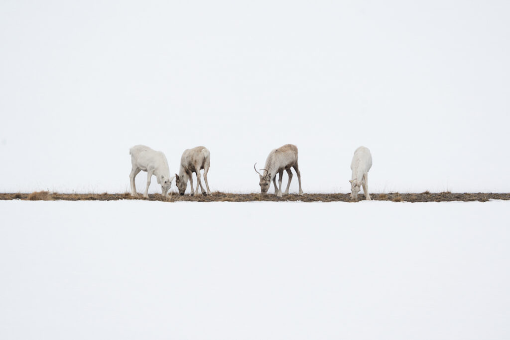 Four on a row