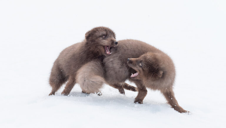 the fight for dominance