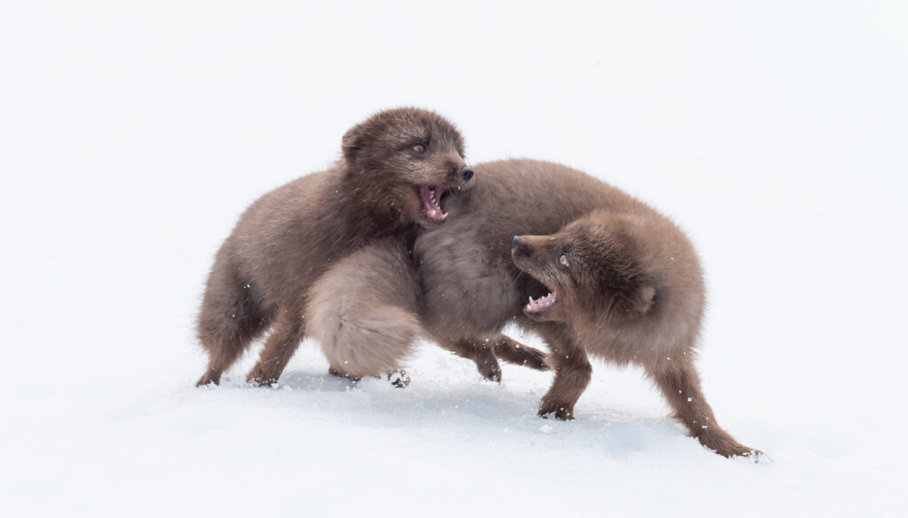 the fight for dominance