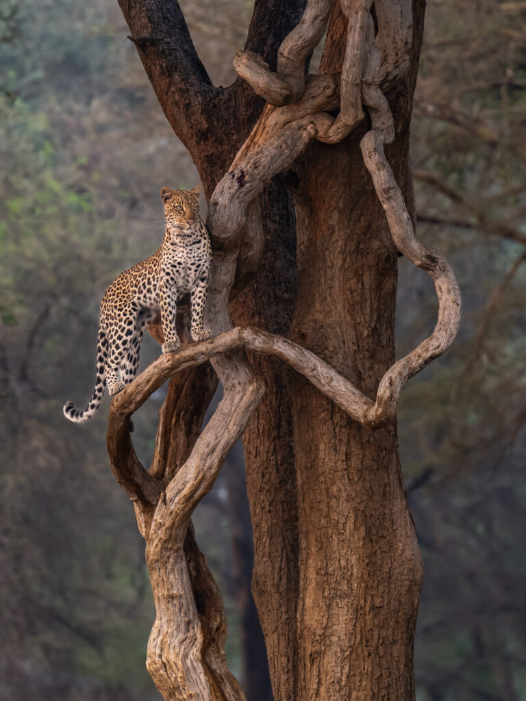 her throne