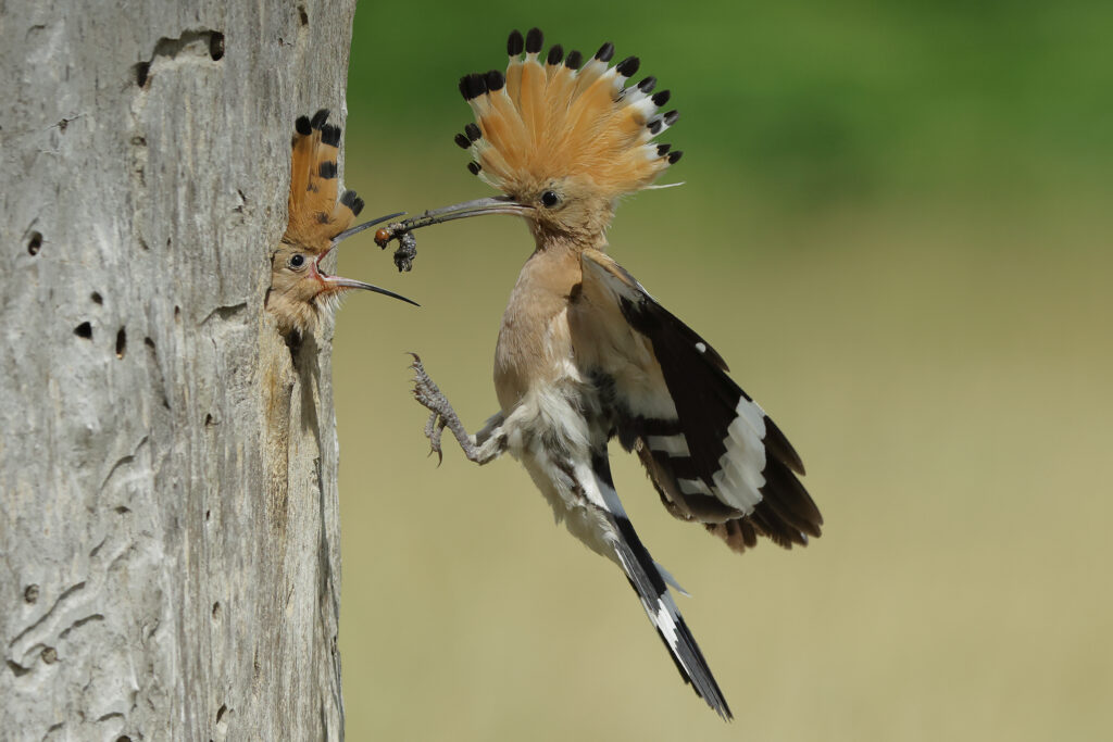 hoopoe with caterpillar