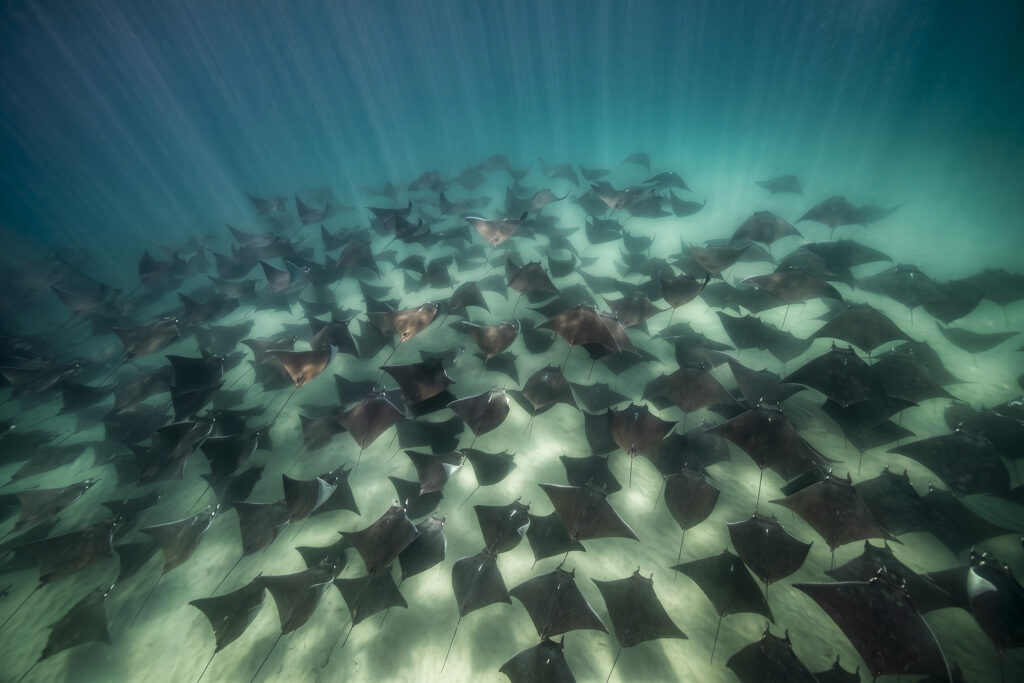 Flight Beneath the Waves