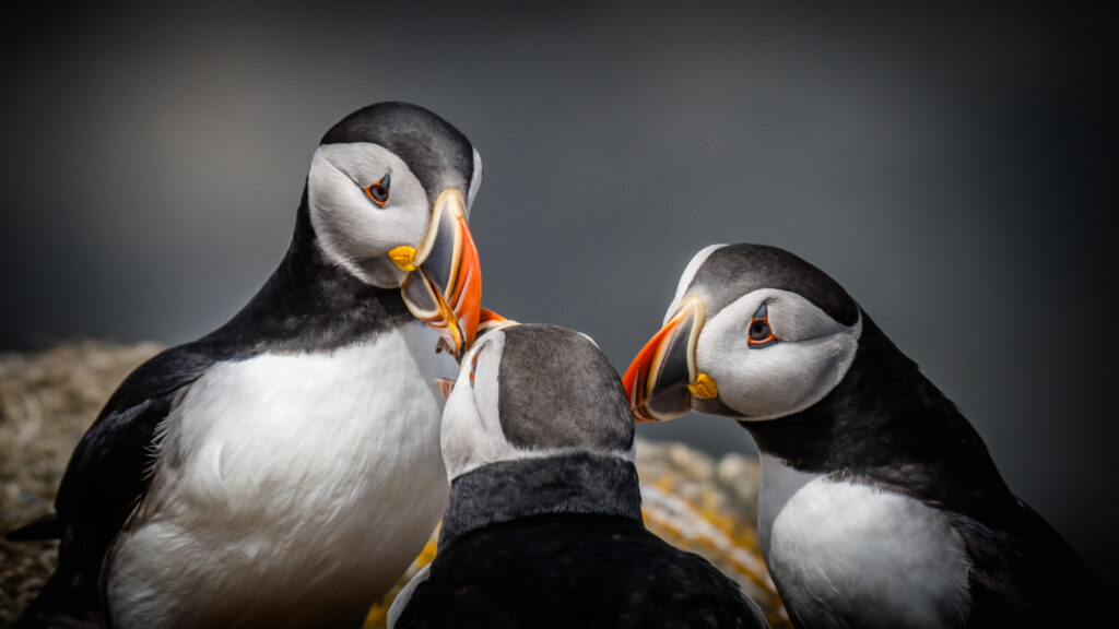 A Puffin Conversation