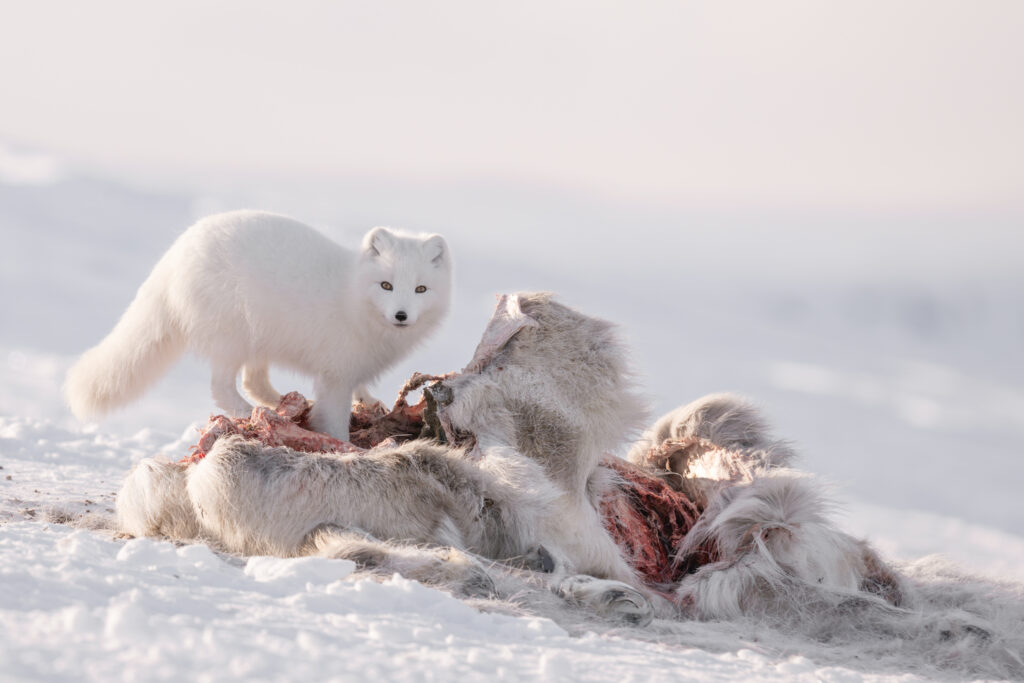 The lucky arctic fox
