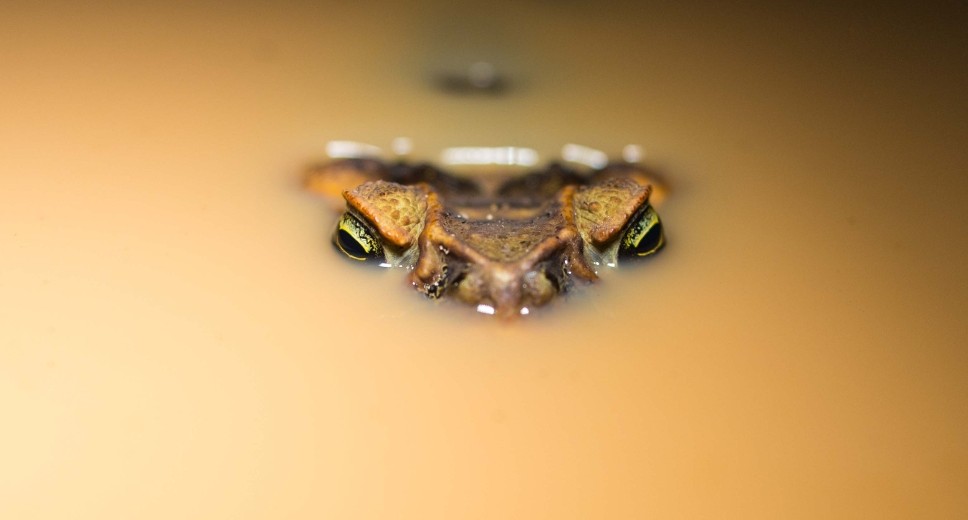 Suriname Frog