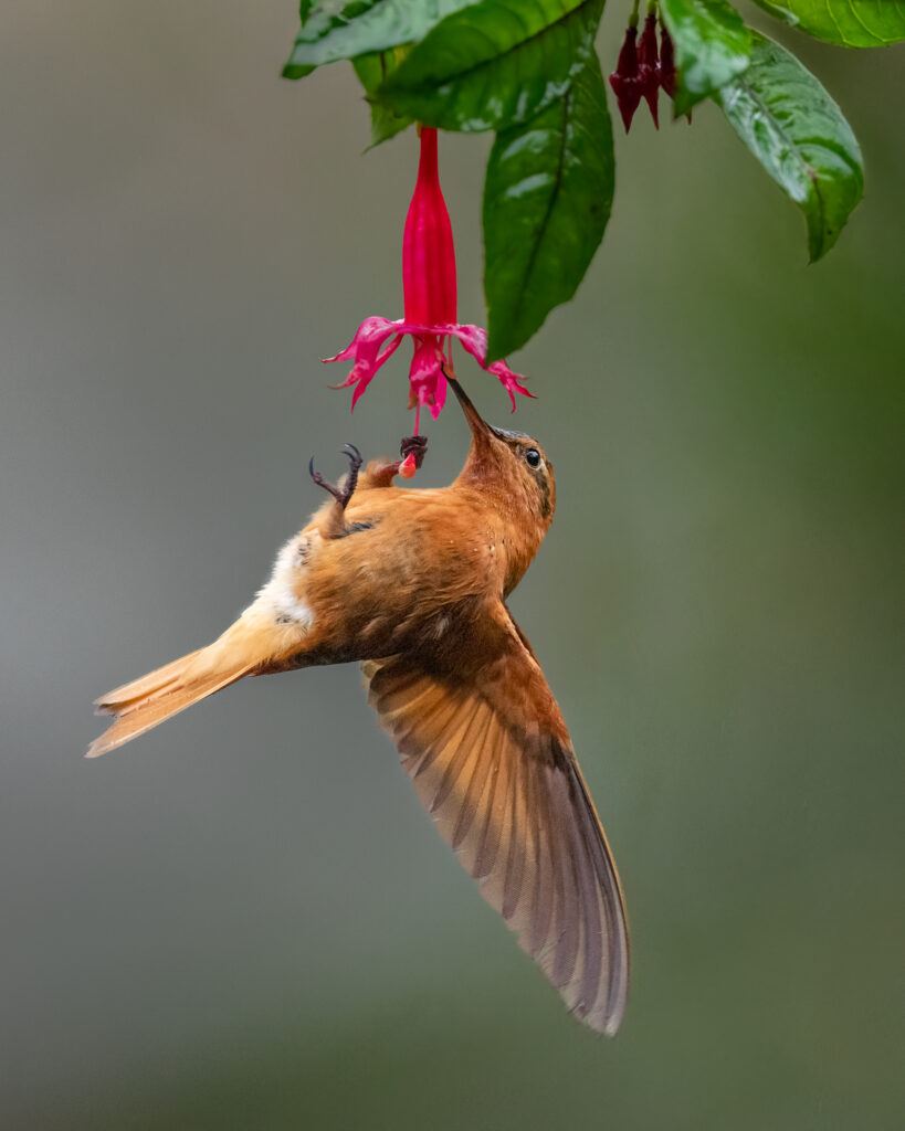 Colombia Hummingbirds