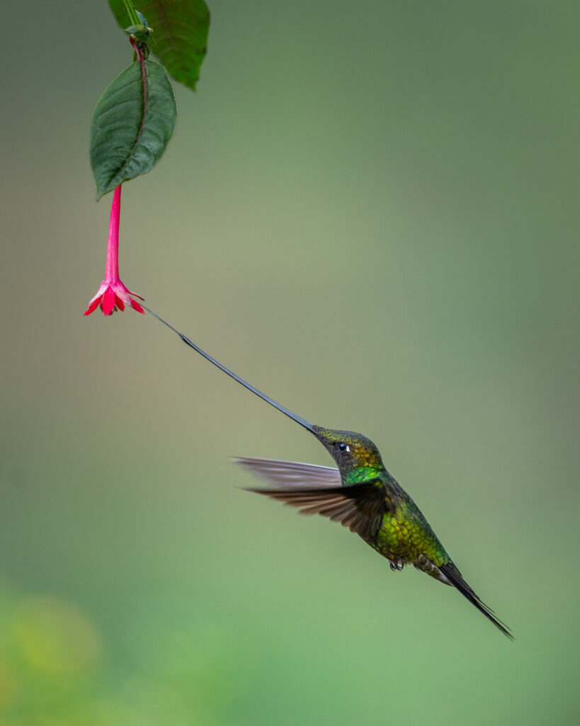 Colombia Hummingbirds