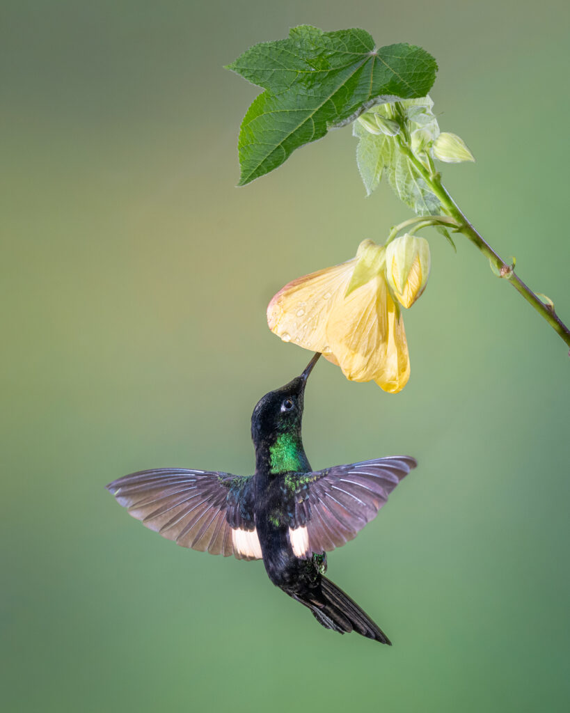 Colombia Hummingbirds