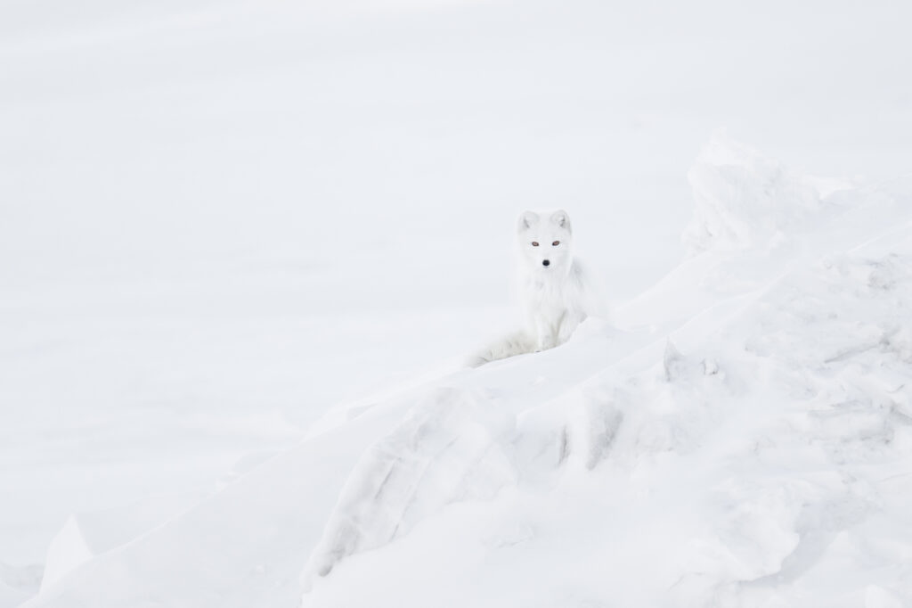 Guardian of the Ice