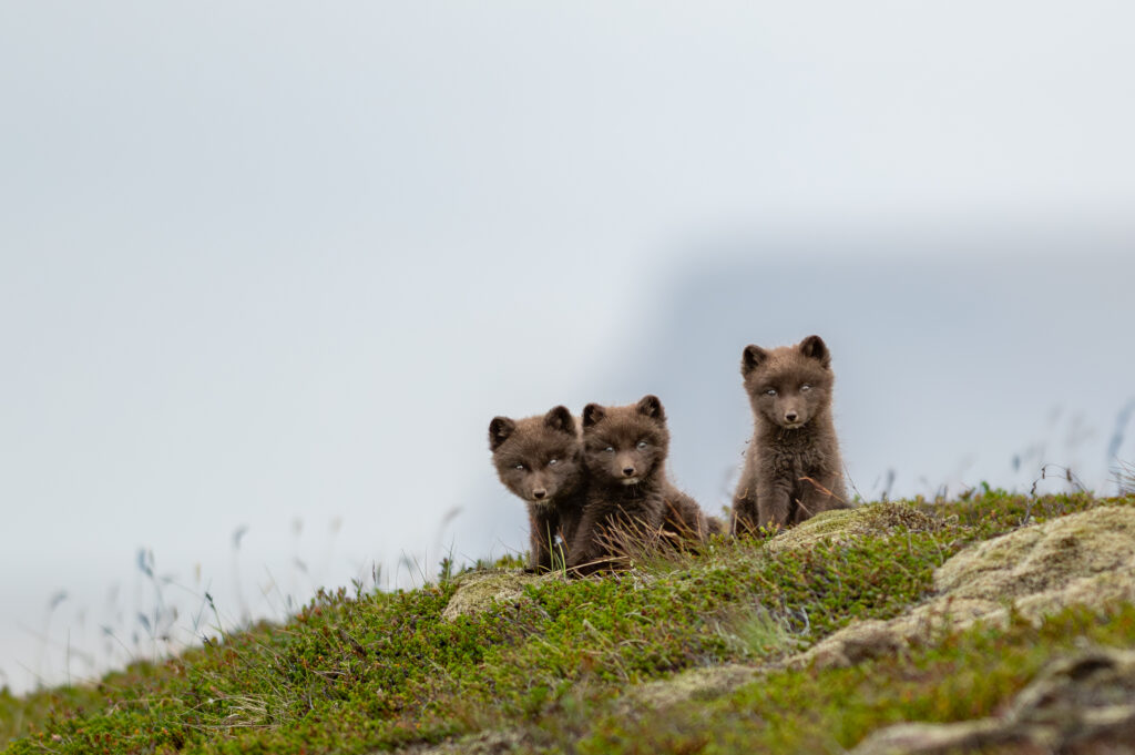 three little survivors