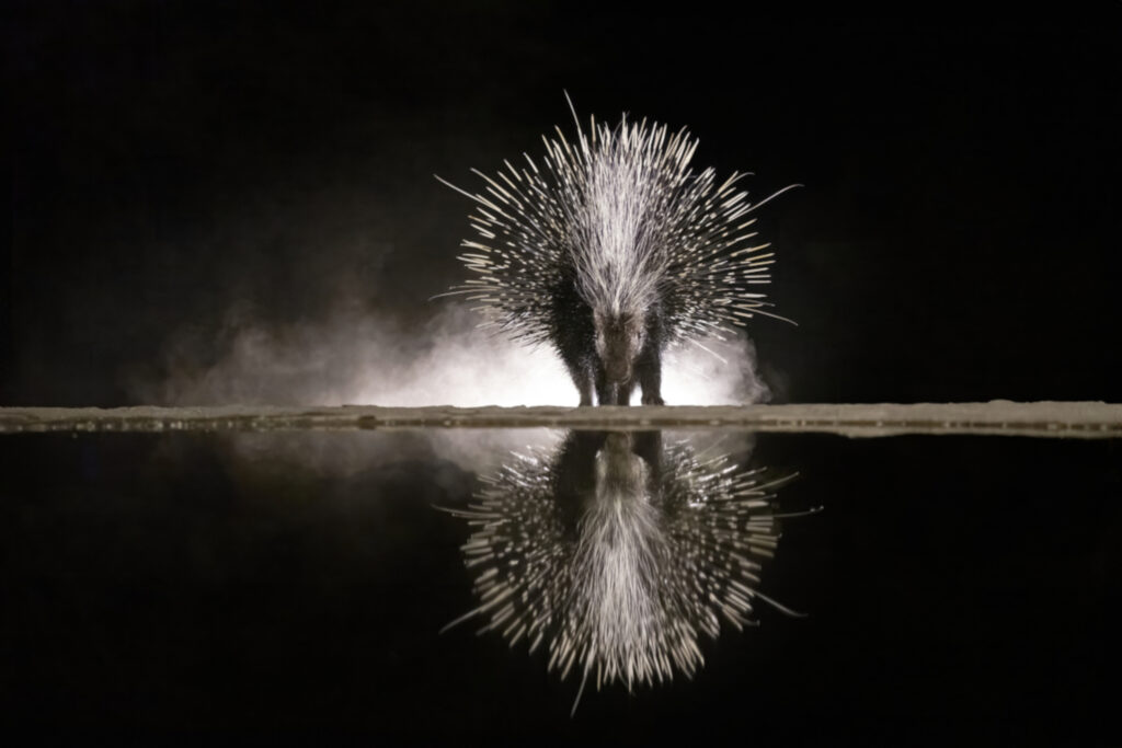 Reflections in the Night