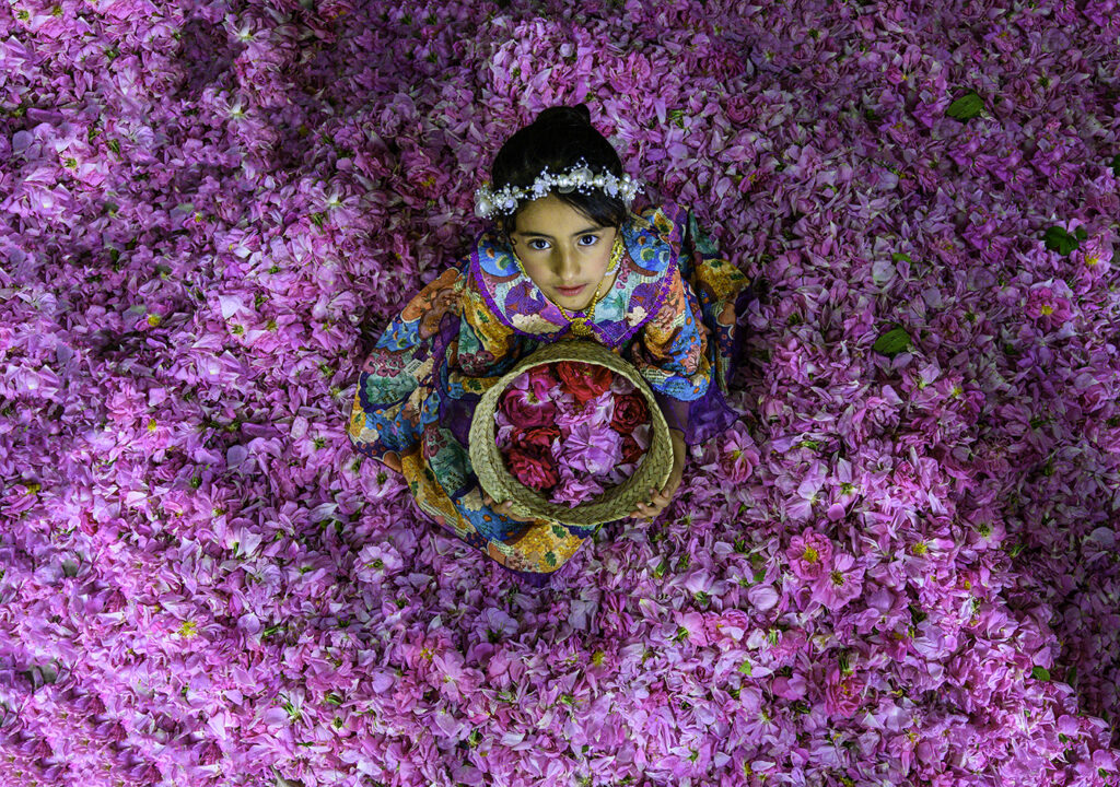 Roses amidst roses
