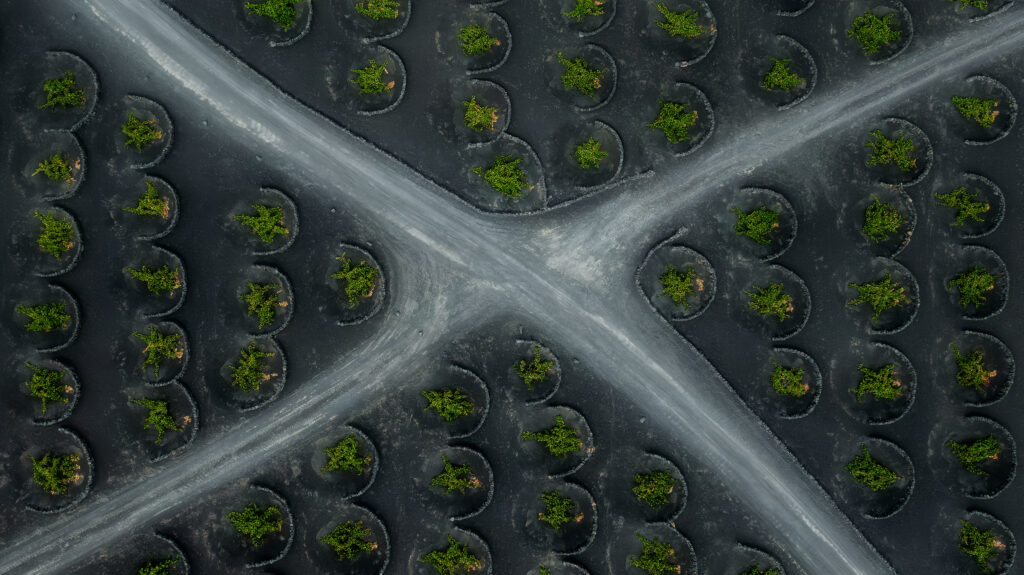 Crossroad between vineyards
