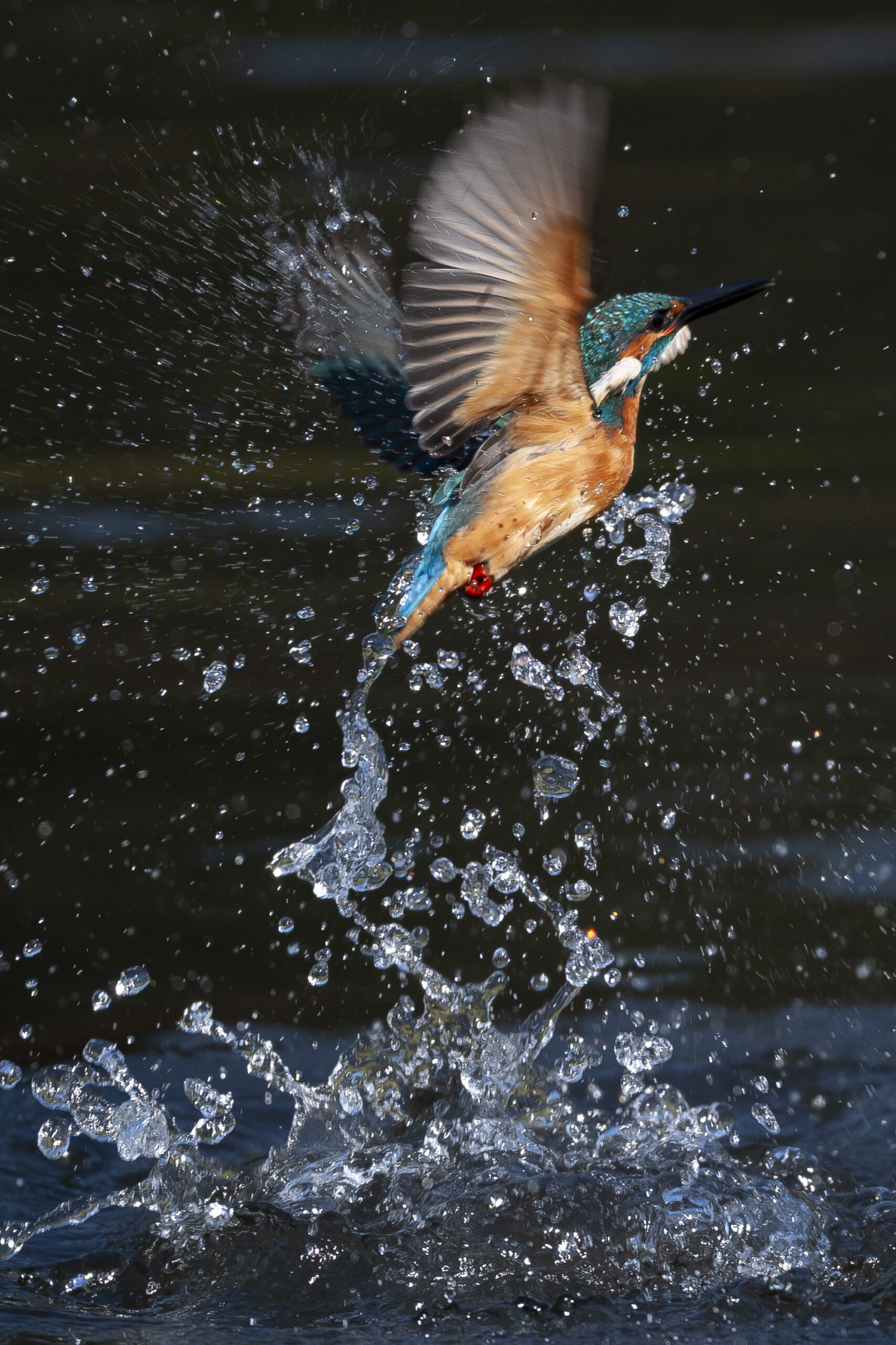 A3AD8754(Kingfisher) by Hiroto Fukuda