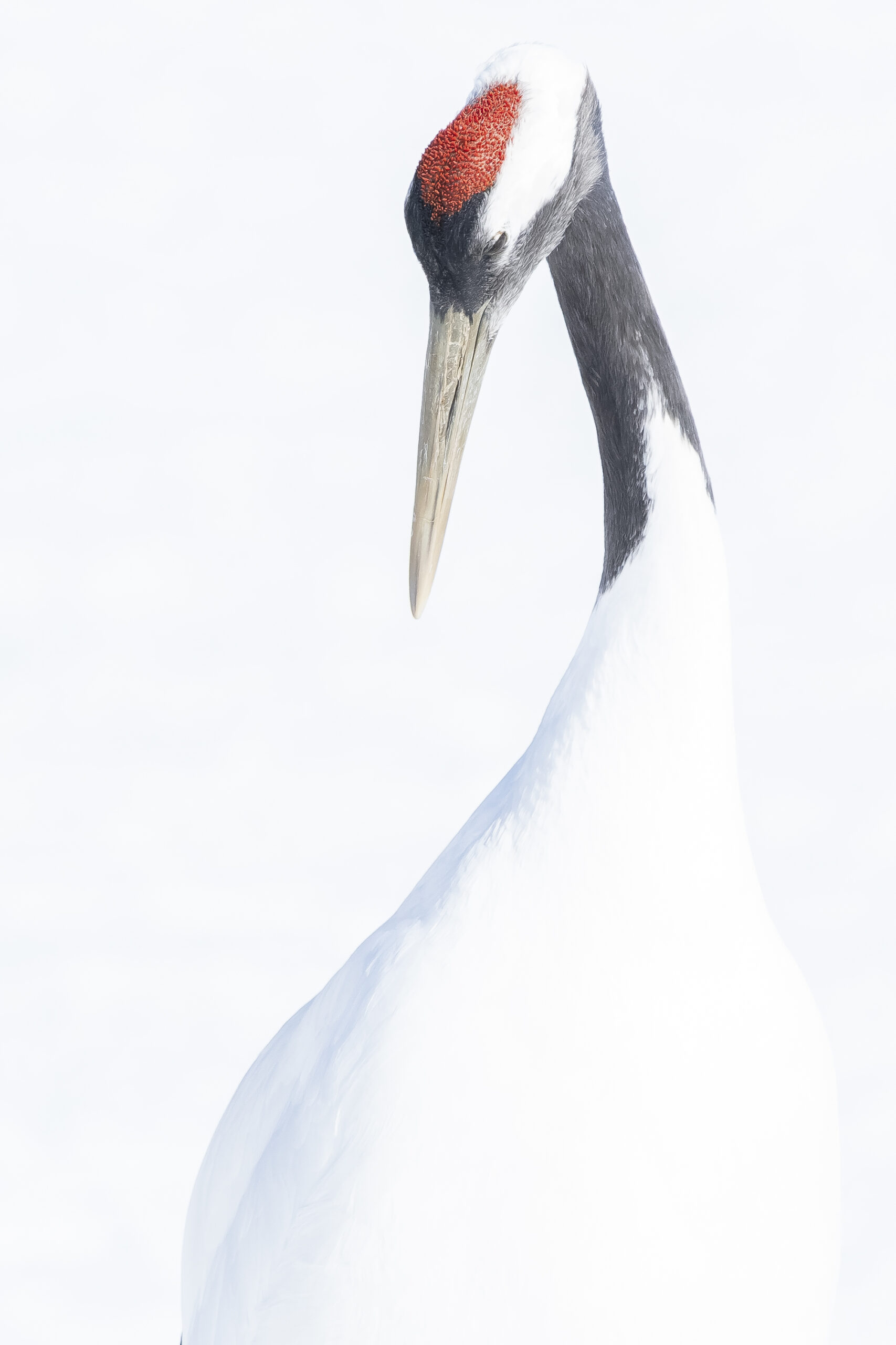 DSC0884(Red crowned crane) by Hiroto Fukuda