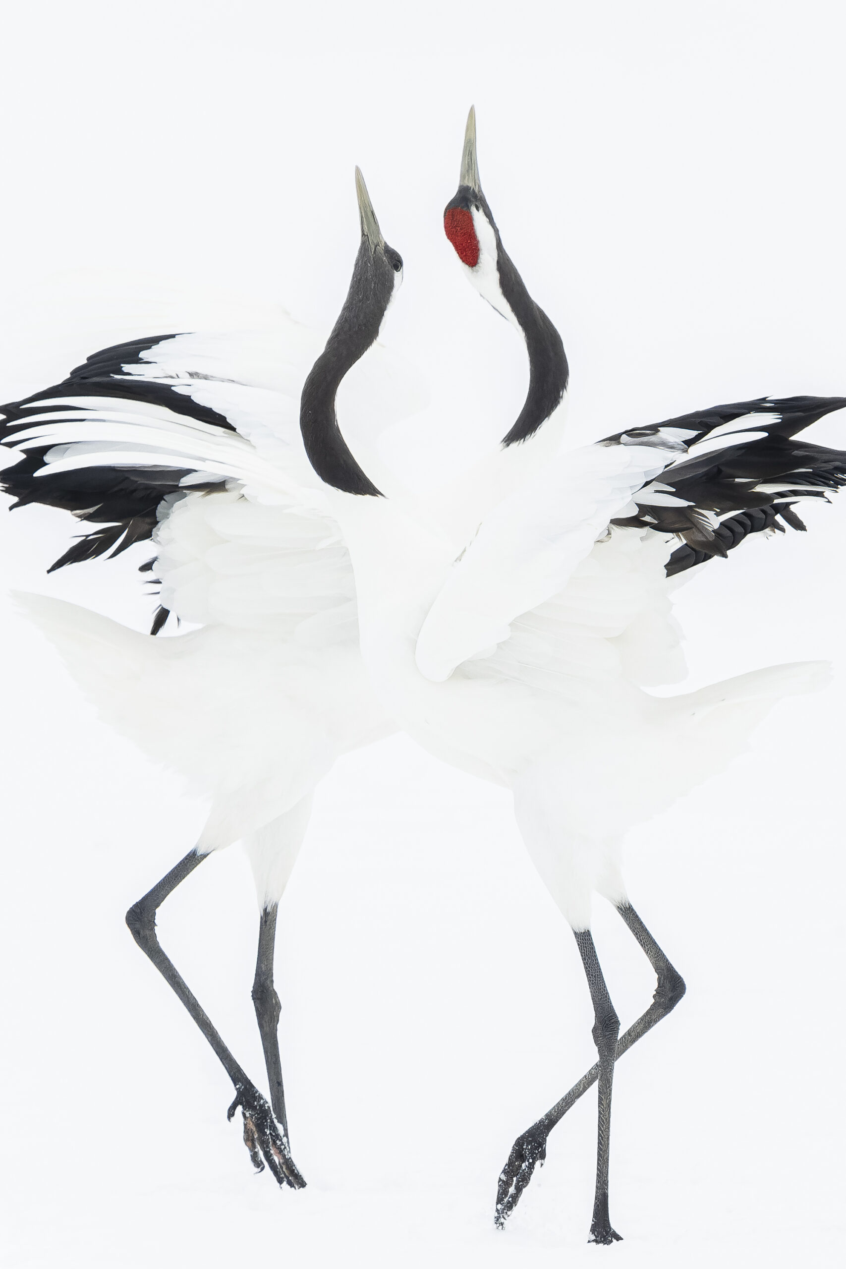 DSC1271(Red crowned crane) by Hiroto Fukuda