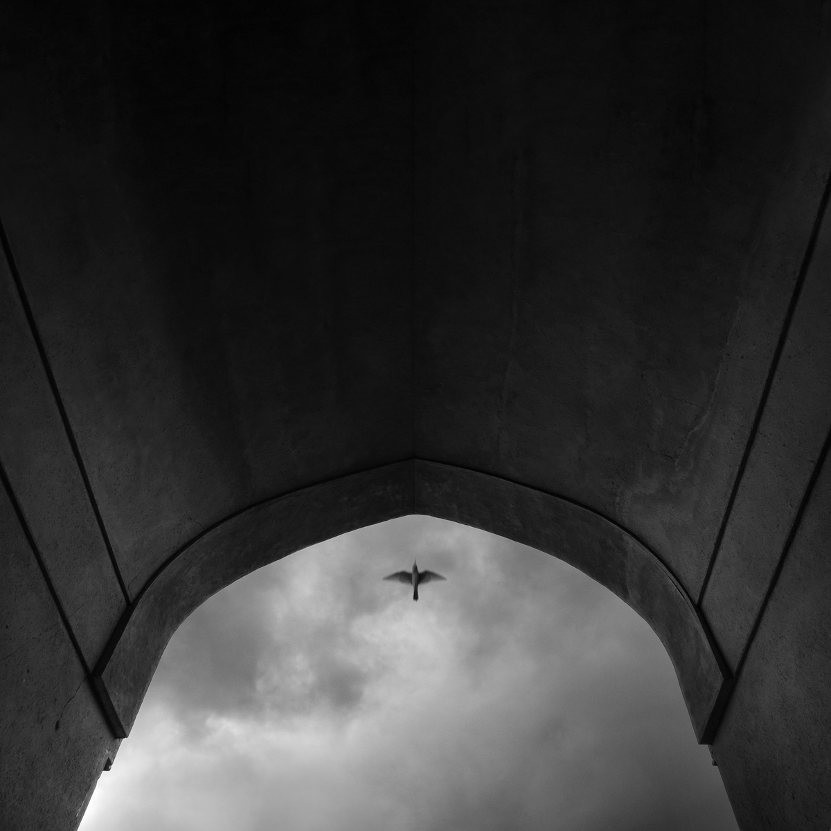 Fly by Mohammad Yousefi-Manesh