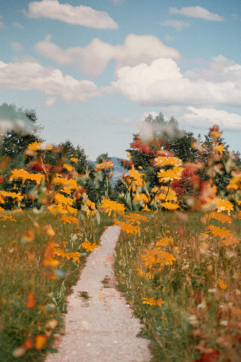 Meadow Daydream by Juileah Claar