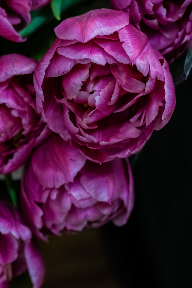 Midnight Petals by Heather Smith