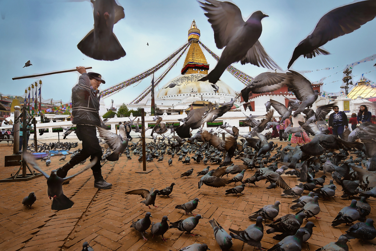 Pigeon Warden by Ken Ang