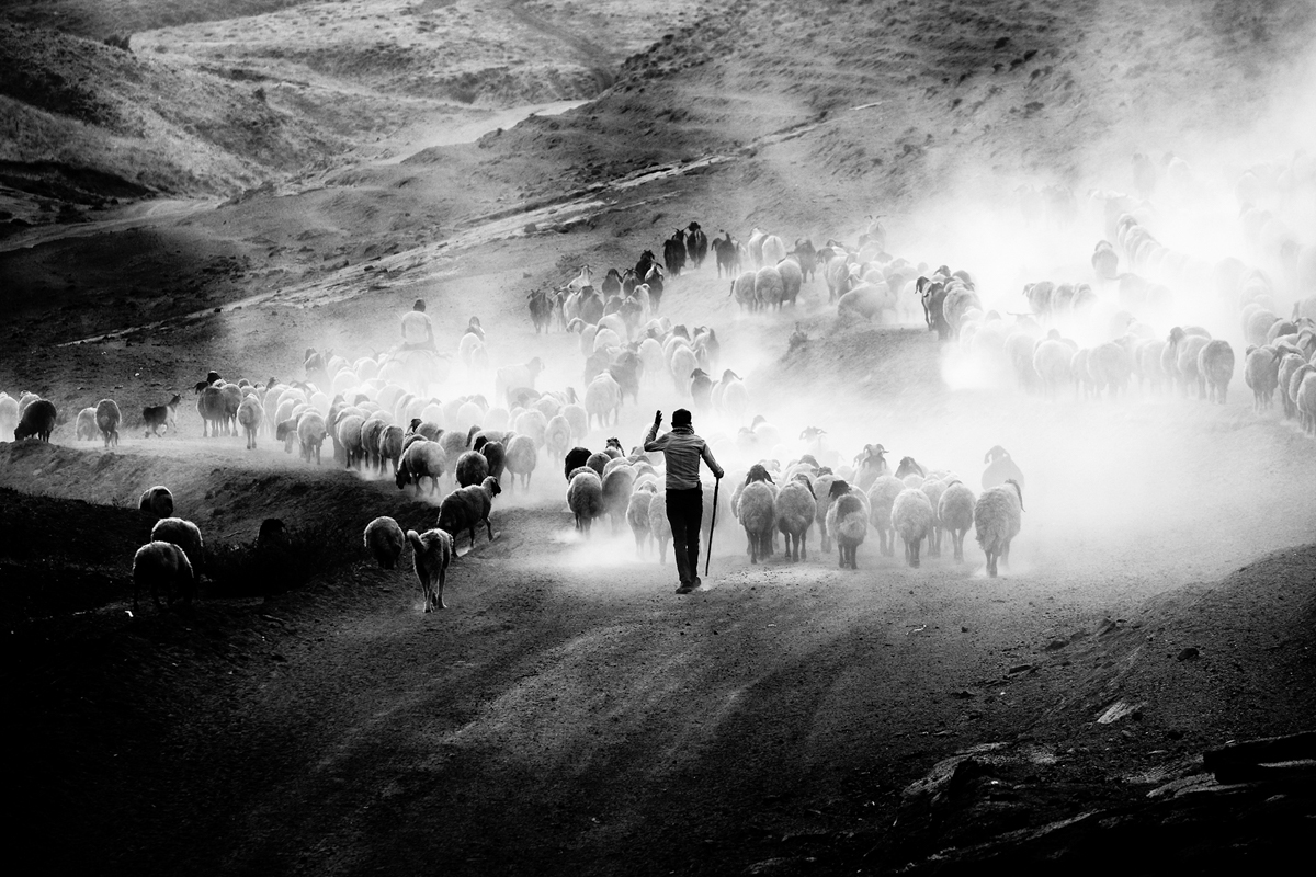 Shepherd by Gulay Tansu