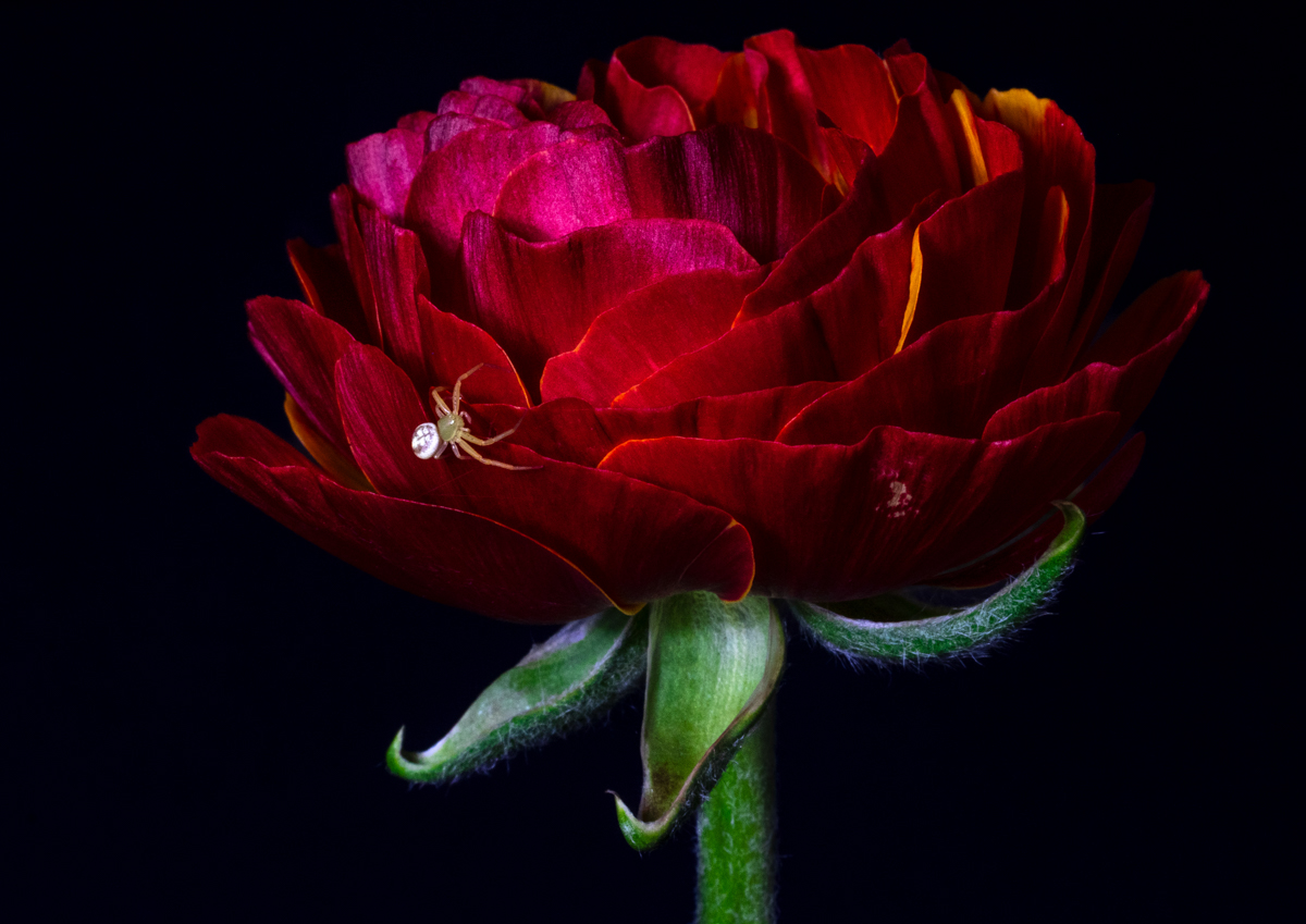 Shimmer and Silk by Heather Smith