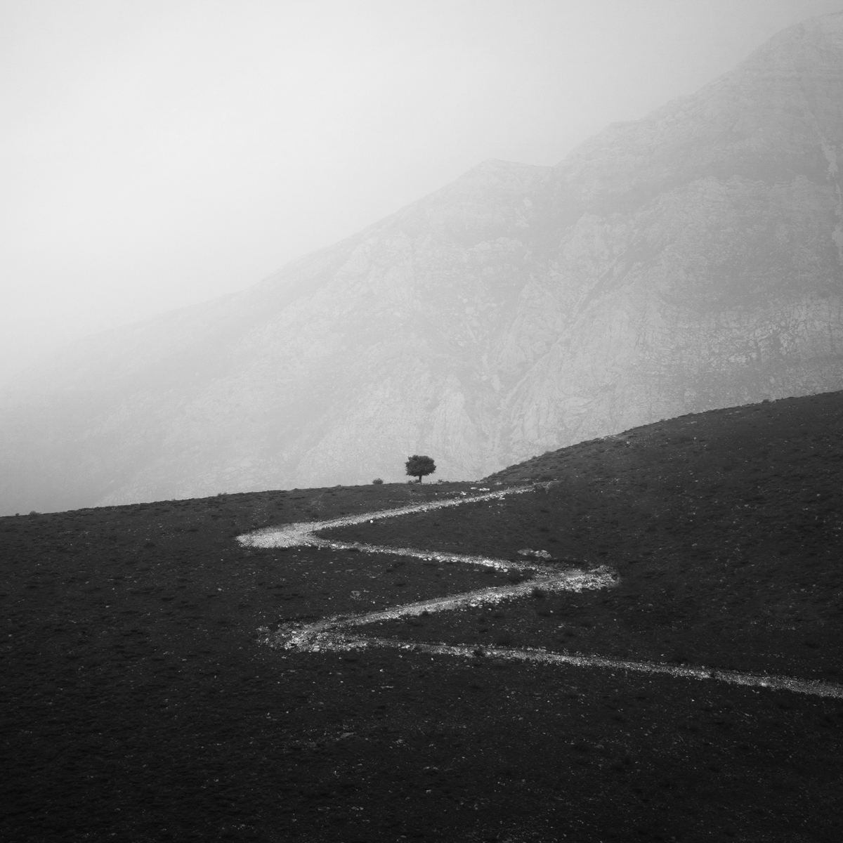 The Tree by Mohammad Yousefi-Manesh