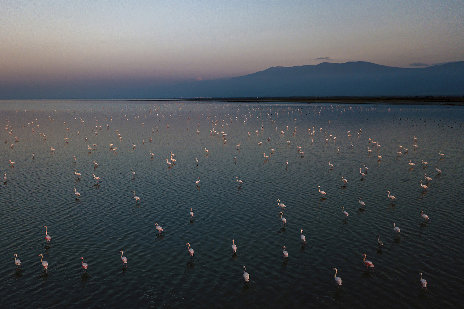 The bitter death of birds by mehdi mohebi pour
