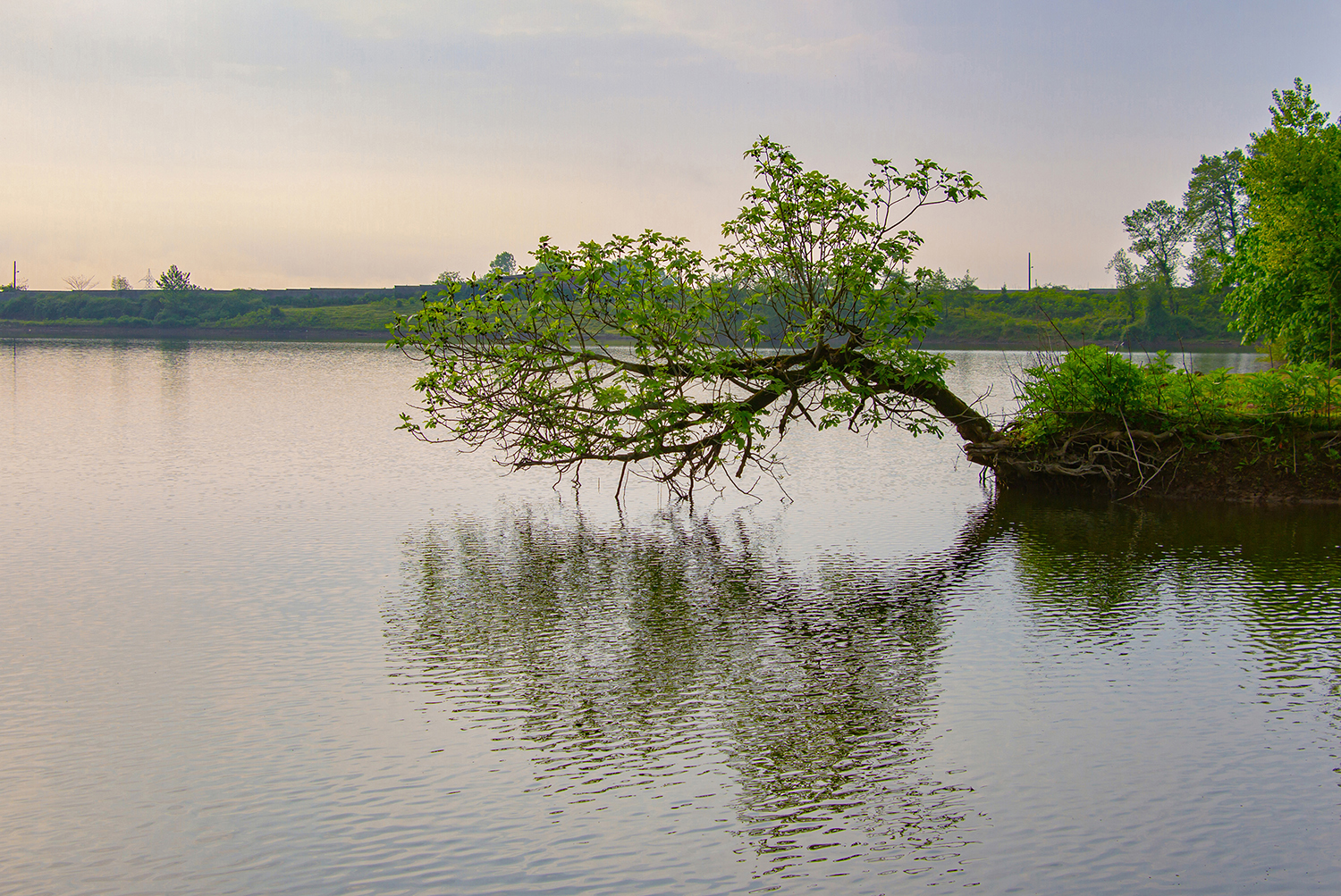 Fig Tree by Faraz Ahanin
