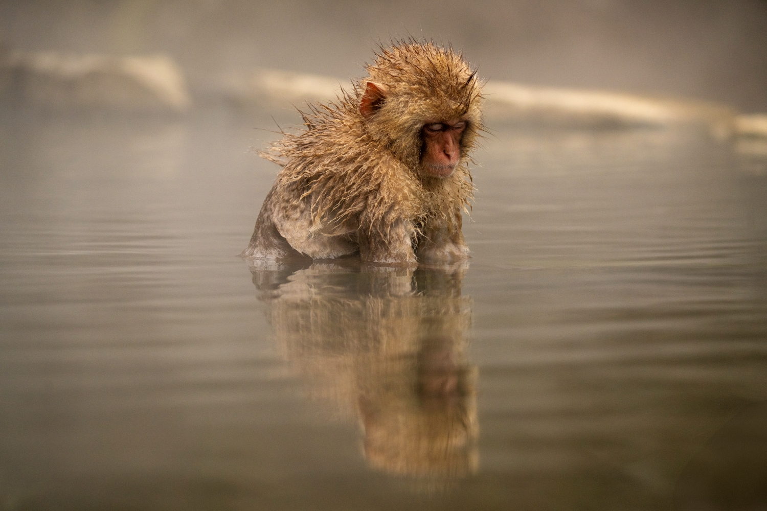 Zen in the Steam by Hamid Al Ali