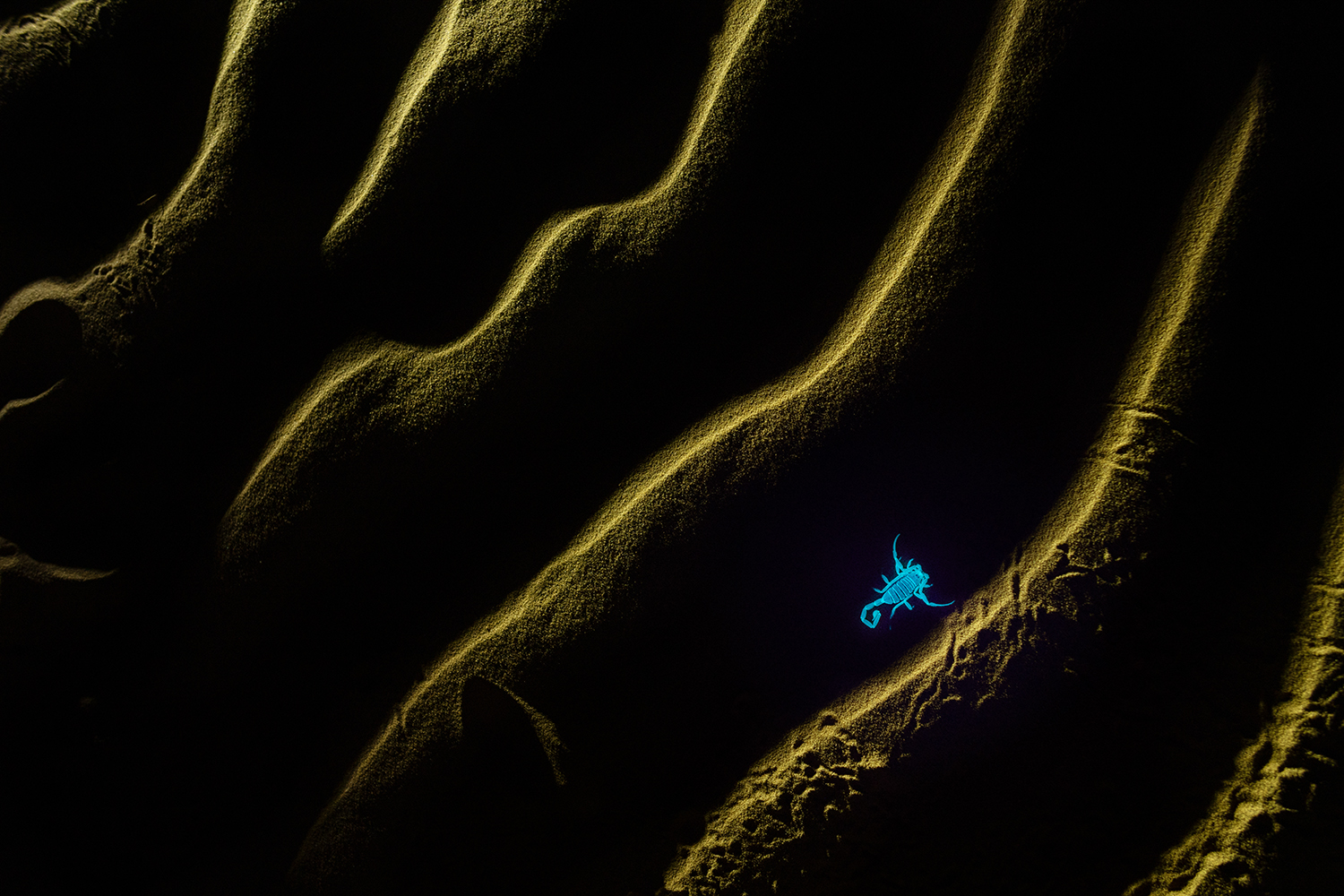 Life, Amidst Tranquil Ripples by AVILASH GHOSH