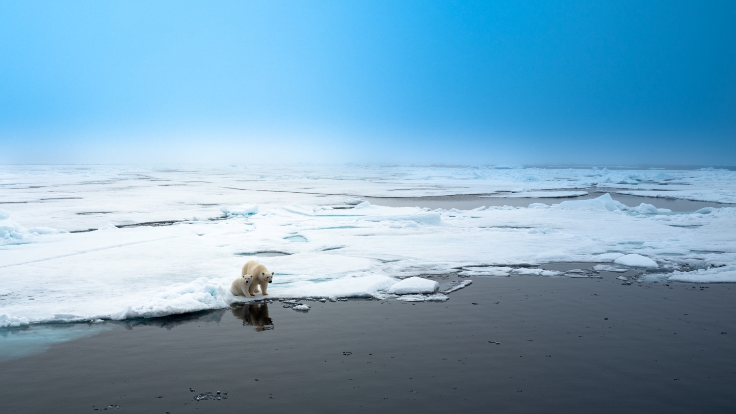 Polar Bears on the Arctic Pack Ice by Somdutt Prasad