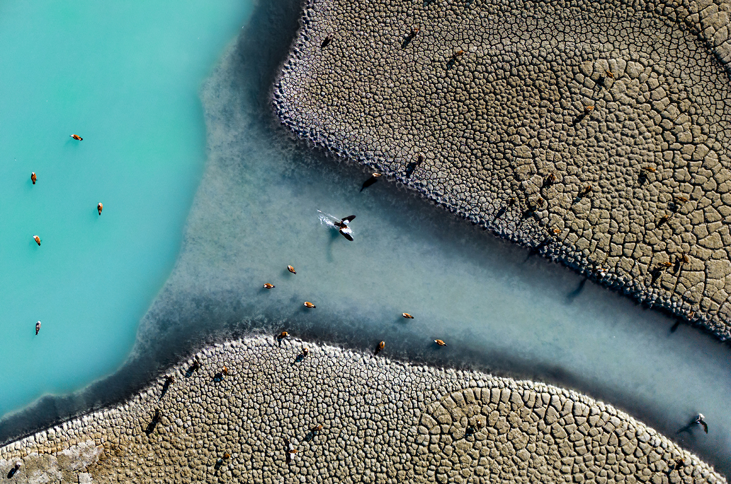 flapping its wings against drought by Fatih YILMAZ