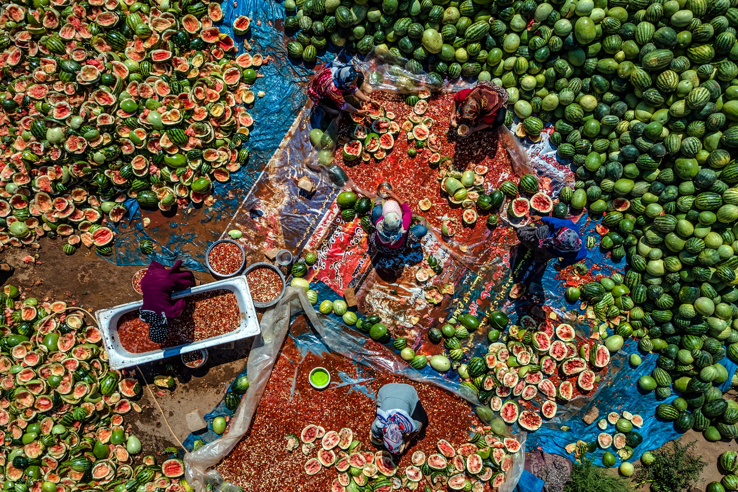 Harvest season by Hadi Dehghanpour