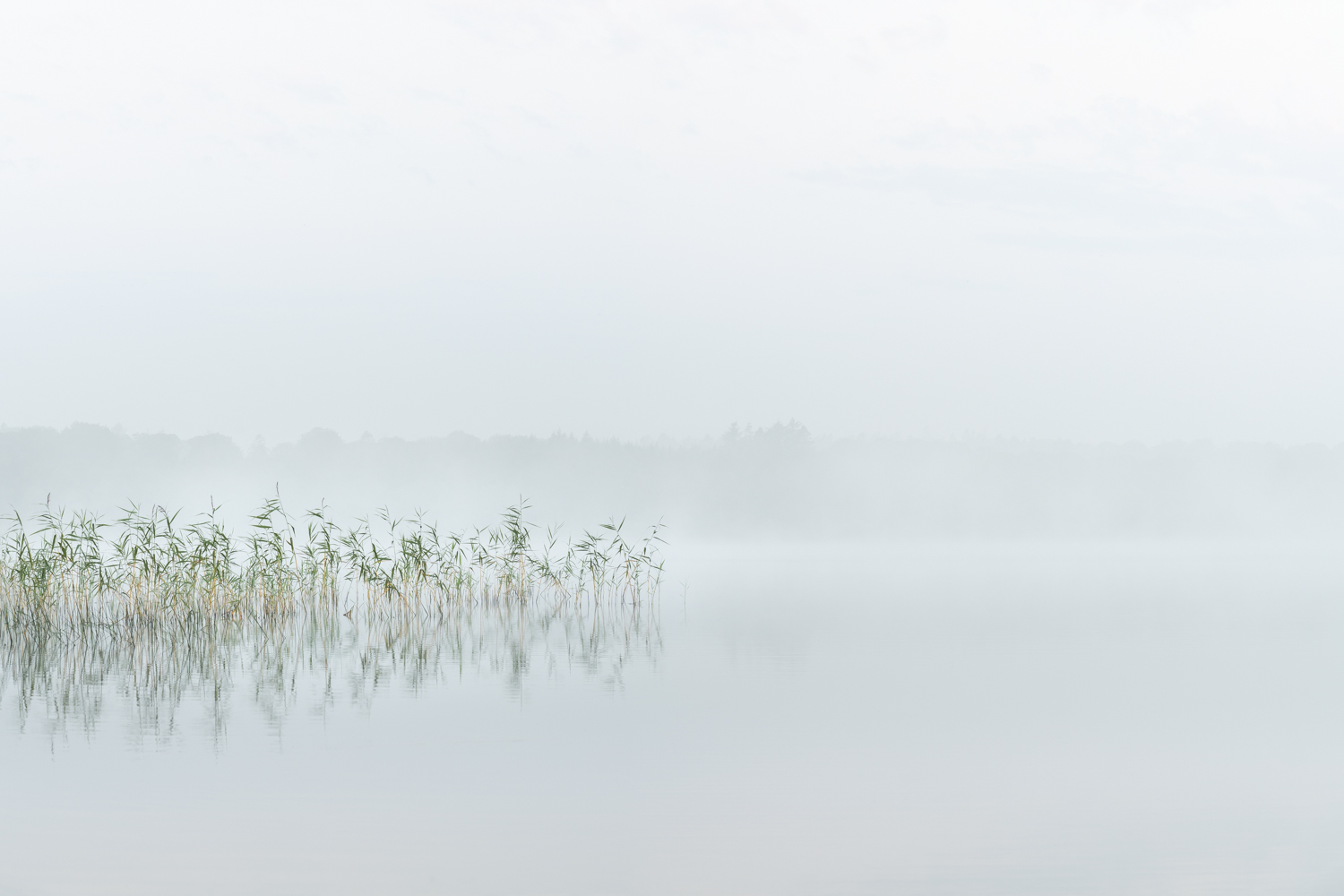 Reeds by Kim Harding