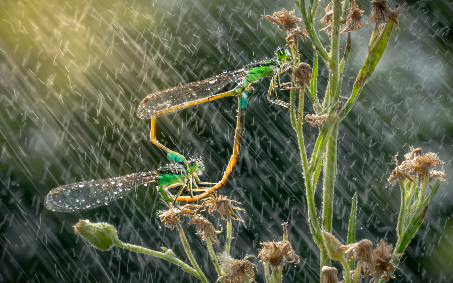 Damselfly Love by Chin leong Teo