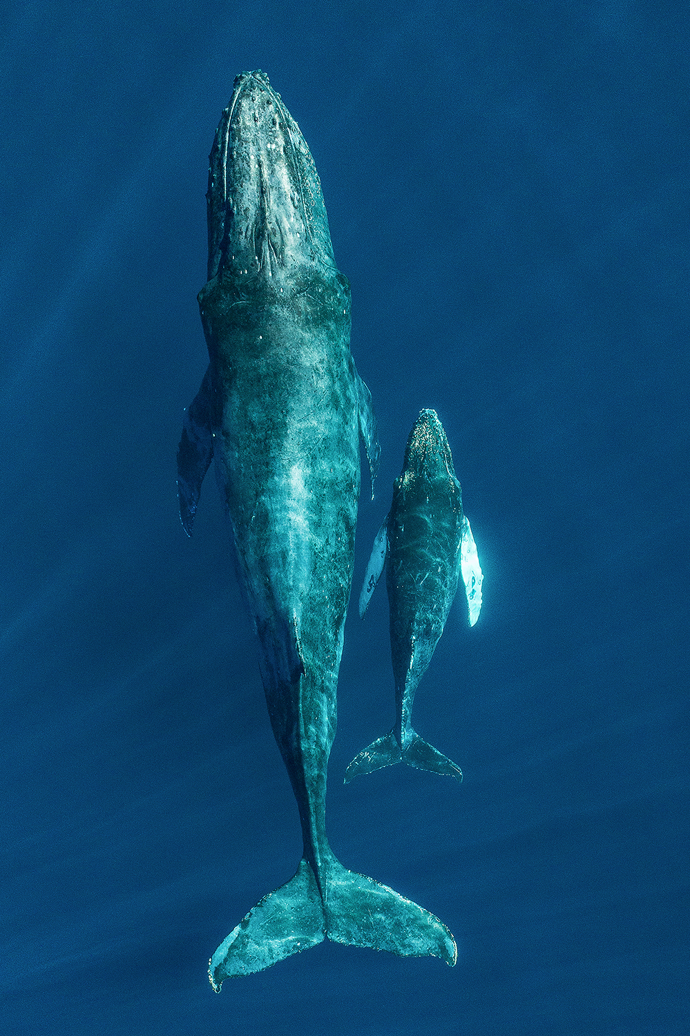 Motherly Bond by MARK CARWARDINE