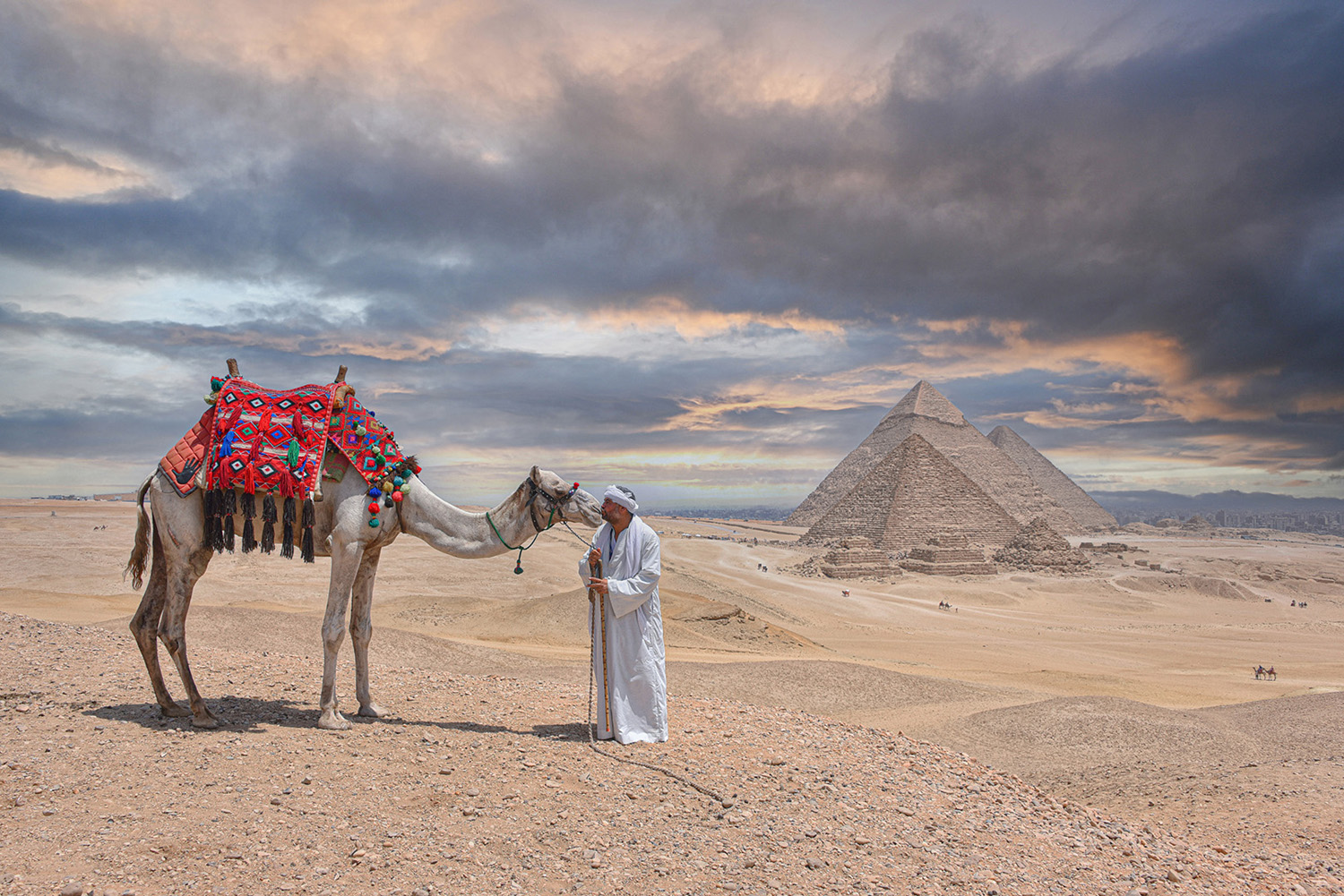 Red Camel by Ahmed Mohamed Hassan