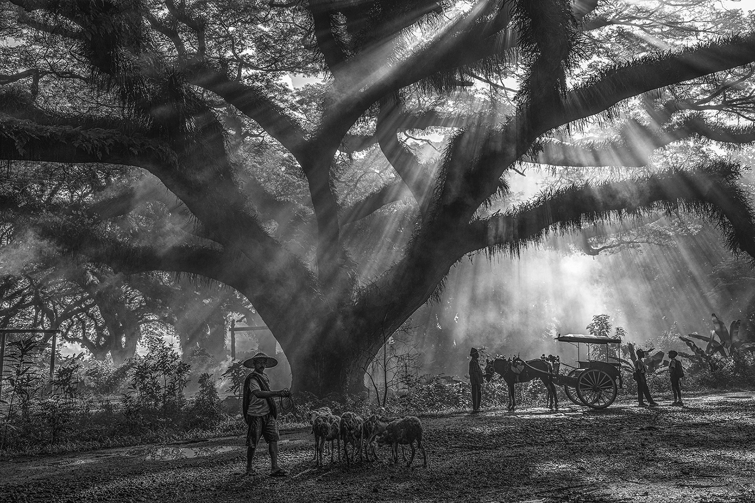 THE ANCIENT TREE by SANGHAMITRA SARKAR
