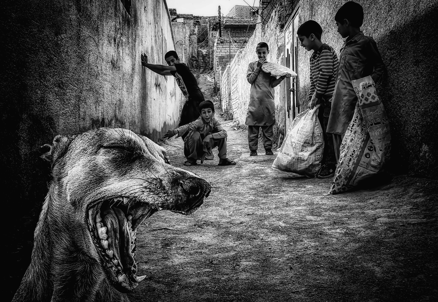 Tired dog by Mahdi Zabolabbasi