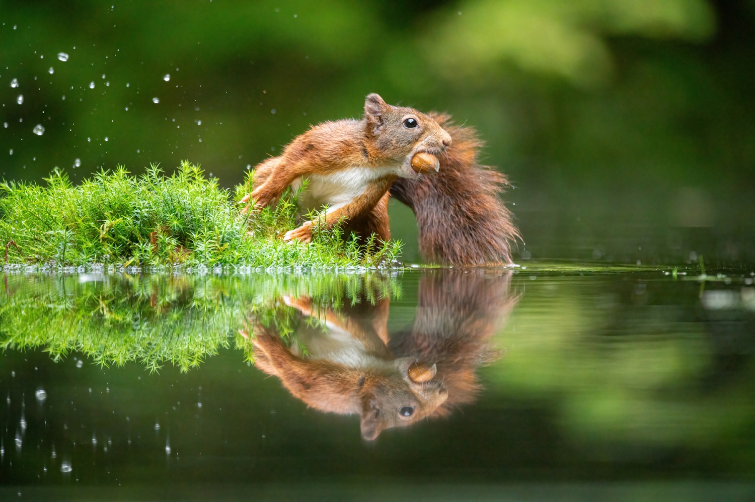 Circle Of Life by Niki Colemont