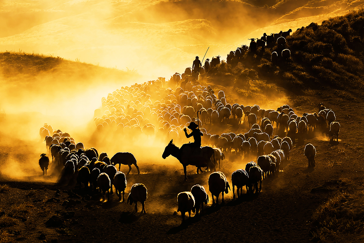herd by Mustafa Kılıç