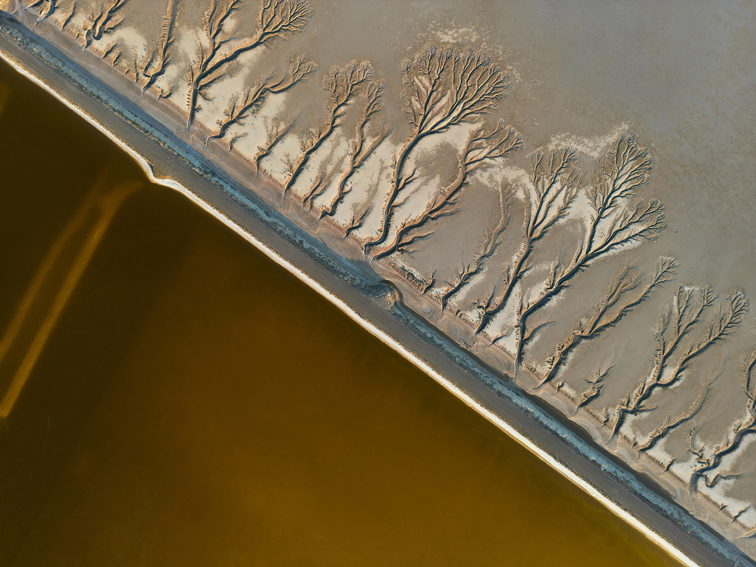 roots of the soil by Fatih YILMAZ