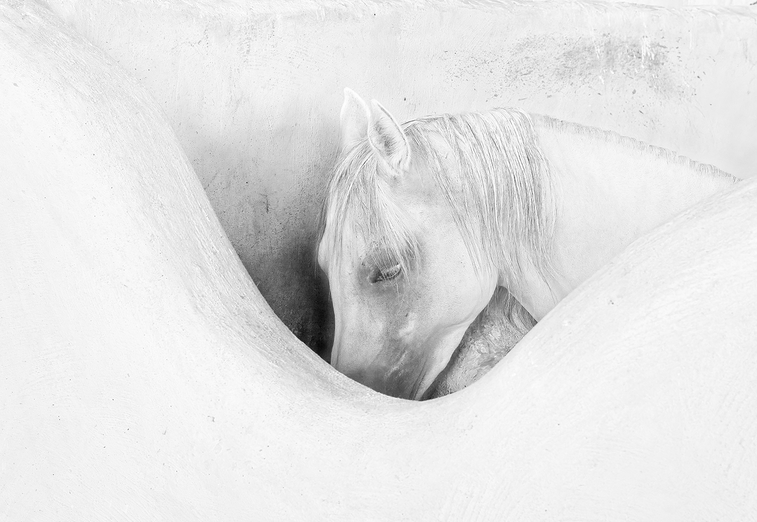 white horse by Farid(Hassan) Azadi(Azadi Kenary)
