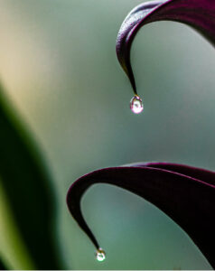 Nature by Design