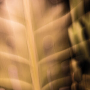 Chlorophyll Trance